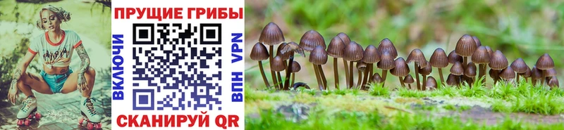 Псилоцибиновые грибы Psilocybine cubensis  цена наркотик  Каменка 